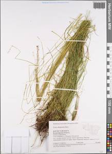 Carex disperma Dewey, Eastern Europe, Central region (E4) (Russia)