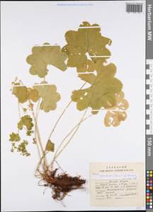 Alchemilla oxyodonta (Buser) C. G. Westerl., Eastern Europe, Northern region (E1) (Russia)
