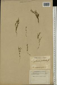Centaurium pulchellum (Sw.) Druce, Eastern Europe, Latvia (E2b) (Latvia)