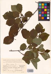 Alnus incana (L.) Moench, Eastern Europe, Northern region (E1) (Russia)