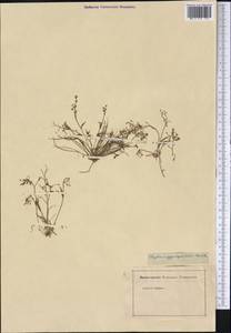 Claytonia gypsophiloides Fischer & C. A. Meyer, America (AMER) (Not classified)