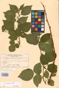 Rubus nessensis Hall, Eastern Europe, Moscow region (E4a) (Russia)