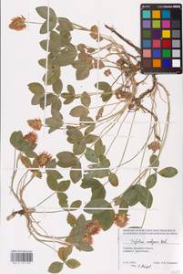 Trifolium ambiguum M.Bieb., Eastern Europe, South Ukrainian region (E12) (Ukraine)