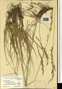 Festuca orientalis (Boiss.) B.Fedtsch., Crimea (KRYM) (Russia)