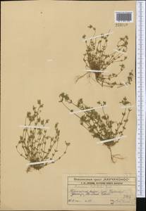 Arenaria leptoclados, Middle Asia, Western Tian Shan & Karatau (M3) (Kazakhstan)