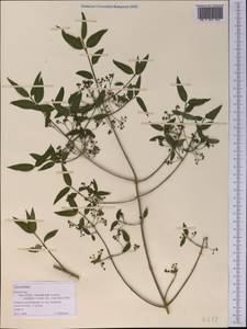 Euonymus, Middle Asia, Northern & Central Tian Shan (M4) (Kazakhstan)