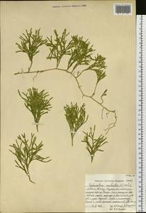 Diphasiastrum complanatum (L.) Holub, Siberia, Russian Far East (S6) (Russia)