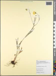 Ranunculus illyricus L., Caucasus, Krasnodar Krai & Adygea (K1a) (Russia)