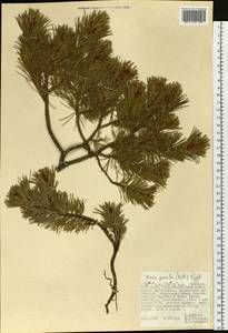 Pinus pumila (Parl.) Regel, Siberia, Russian Far East (S6) (Russia)