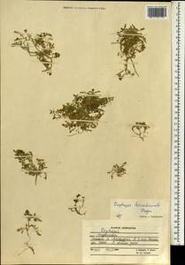 Oxytropis hirsutiuscula Freyn, South Asia, South Asia (Asia outside ex-Soviet states and Mongolia) (ASIA) (Afghanistan)