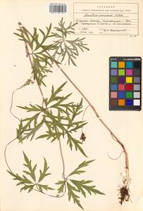Aconitum volubile Pall., Siberia, Russian Far East (S6) (Russia)