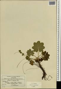 Alchemilla conglobata H. Lindb., Eastern Europe, Moscow region (E4a) (Russia)
