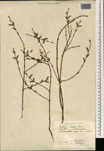 Salix integra Thunb., South Asia, South Asia (Asia outside ex-Soviet states and Mongolia) (ASIA) (North Korea)