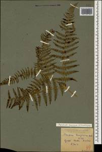 Pteridium aquilinum subsp. aquilinum, Caucasus, Krasnodar Krai & Adygea (K1a) (Russia)