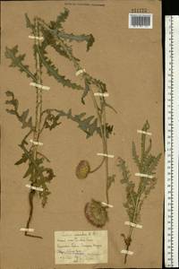 Carduus uncinatus M. Bieb., Eastern Europe, Rostov Oblast (E12a) (Russia)