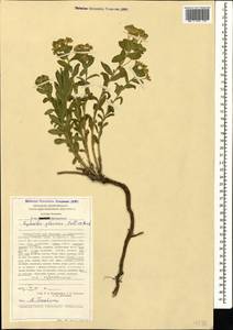 Euphorbia glareosa Pall. ex M.Bieb., Caucasus, Stavropol Krai, Karachay-Cherkessia & Kabardino-Balkaria (K1b) (Russia)