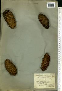 Picea abies (L.) H.Karst., Eastern Europe, Moscow region (E4a) (Russia)