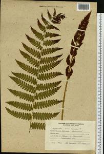 Osmundastrum cinnamomeum subsp. asiaticum (Fernald) Fraser-Jenk., Siberia, Russian Far East (S6) (Russia)