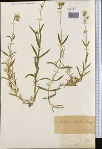 Dichodon maximum (L.) Á. Löve & D. Löve, Middle Asia, Northern & Central Tian Shan (M4) (Kazakhstan)