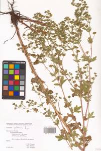 Potentilla thuringiaca Bernh. ex Link, Eastern Europe, Central region (E4) (Russia)