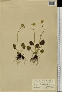 Primula cortusoides L., Siberia, Altai & Sayany Mountains (S2) (Russia)