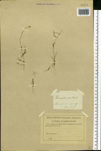 Potamogeton pusillus L., Eastern Europe, Central forest region (E5) (Russia)