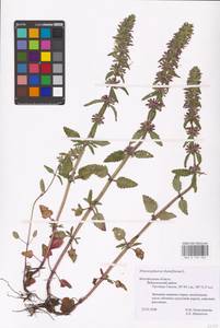 MHA 0 155 952, Dracocephalum thymiflorum L., Eastern Europe, Central forest-and-steppe region (E6) (Russia)