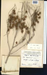 Calligonum rubescens Mattei, Middle Asia, Karakum (M6) (Turkmenistan)