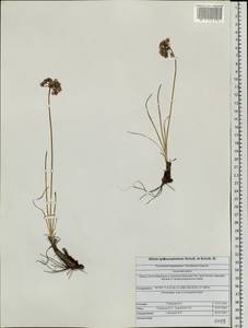 Allium tytthocephalum Schult. & Schult.f., Siberia, Altai & Sayany Mountains (S2) (Russia)