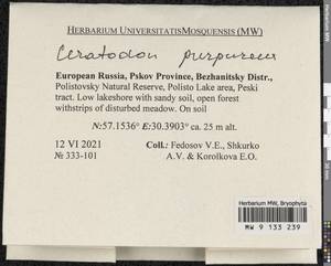 Ceratodon purpureus (Hedw.) Brid., Bryophytes, Bryophytes - Novgorod & Pskov Oblasts (B5) (Russia)