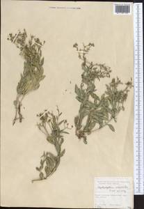 Haplophyllum versicolor Fisch. & C. A. Mey., Middle Asia, Syr-Darian deserts & Kyzylkum (M7) (Kazakhstan)