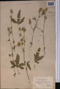 Althaea cannabina L., Middle Asia, Pamir & Pamiro-Alai (M2) (Uzbekistan)