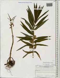 Lysimachia thyrsiflora L., Eastern Europe, Central forest region (E5) (Russia)