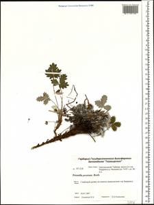 Potentilla ×prostrata Rottb., Siberia, Central Siberia (S3) (Russia)