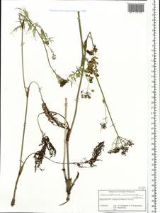 Conioselinum tataricum Hoffm., Siberia, Baikal & Transbaikal region (S4) (Russia)