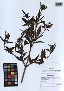 Bidens tripartita L., Siberia, Altai & Sayany Mountains (S2) (Russia)