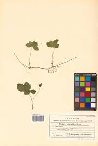 Rubus pedatus Sm., Siberia, Russian Far East (S6) (Russia)