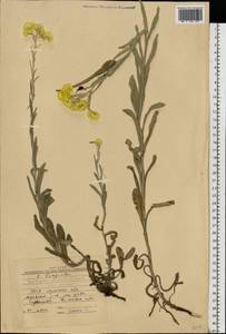 Helichrysum arenarium (L.) Moench, Eastern Europe, North Ukrainian region (E11) (Ukraine)