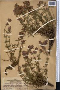 Dracocephalum integrifolium Bunge, Middle Asia, Pamir & Pamiro-Alai (M2) (Kyrgyzstan)