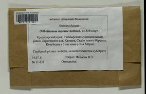 Lewinskya rupestris (Schleich. ex Schwägr.) F. Lara, Garilleti & Goffinet, Bryophytes, Bryophytes - Krasnoyarsk Krai, Tyva & Khakassia (B17) (Russia)