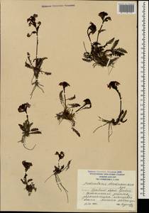 Pedicularis nordmanniana Bunge, Caucasus, South Ossetia (K4b) (South Ossetia)
