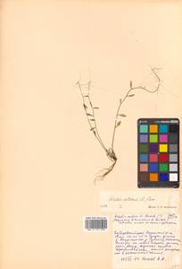 Arabidopsis lyrata subsp. petraea (L.) O'Kane & Al-Shehbaz, Siberia, Russian Far East (S6) (Russia)