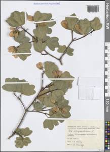 Acer monspessulanum L., Western Europe (EUR) (Greece)