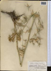 Eryngium bungei Boiss., Middle Asia, Kopet Dag, Badkhyz, Small & Great Balkhan (M1) (Turkmenistan)