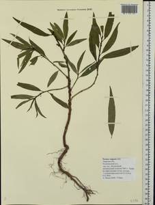 Prunus persica (L.) Stokes, Eastern Europe, North-Western region (E2) (Russia)
