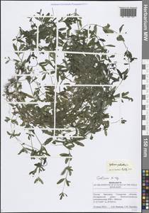 Galium palustre L., Eastern Europe, Middle Volga region (E8) (Russia)