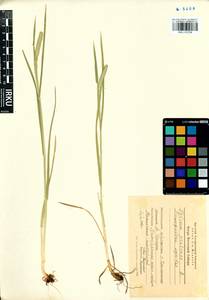 Phleum pratense L., Siberia, Baikal & Transbaikal region (S4) (Russia)