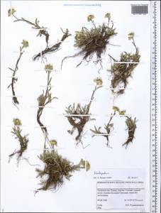 Leontopodium, Middle Asia, Pamir & Pamiro-Alai (M2) (Tajikistan)
