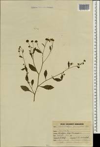 Galinsoga parviflora Cav., South Asia, South Asia (Asia outside ex-Soviet states and Mongolia) (ASIA) (India)