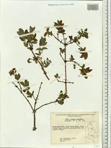 Lonicera caerulea L., Siberia, Russian Far East (S6) (Russia)
